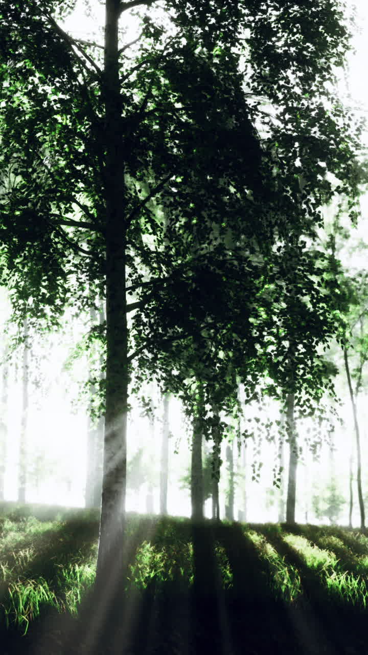 태양은 숲의 나무를 통해 빛납니다.