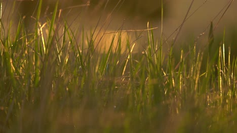 Closeup-view-of-green-marshes