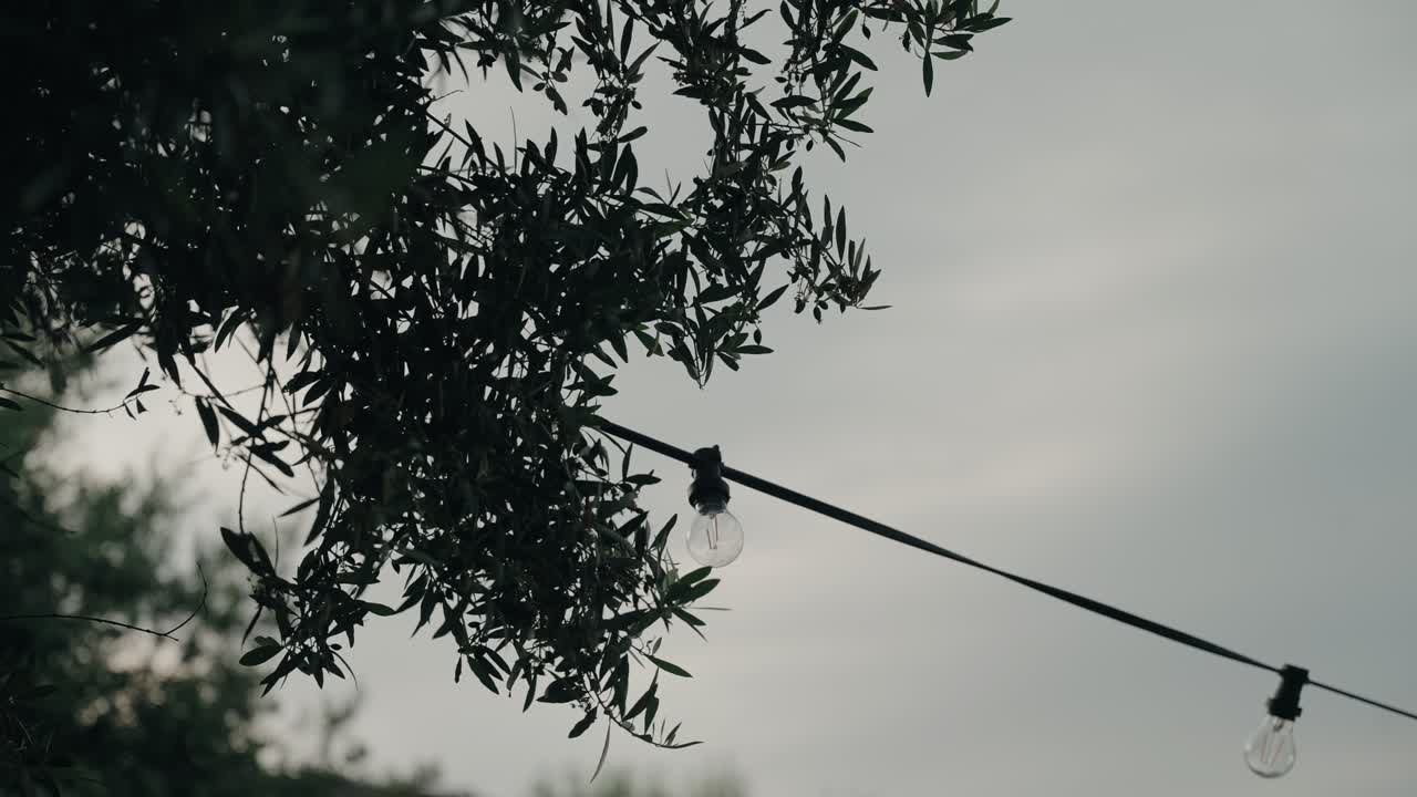 softly lit bulbs under olive branches sway in calm evening air