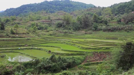 green rice fields in the mountains in vietnam, pan from right to left