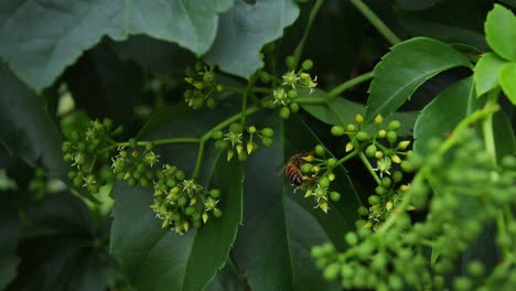 abeja caminando sobre una planta de vid americana verde, recogiendo néctar y polen