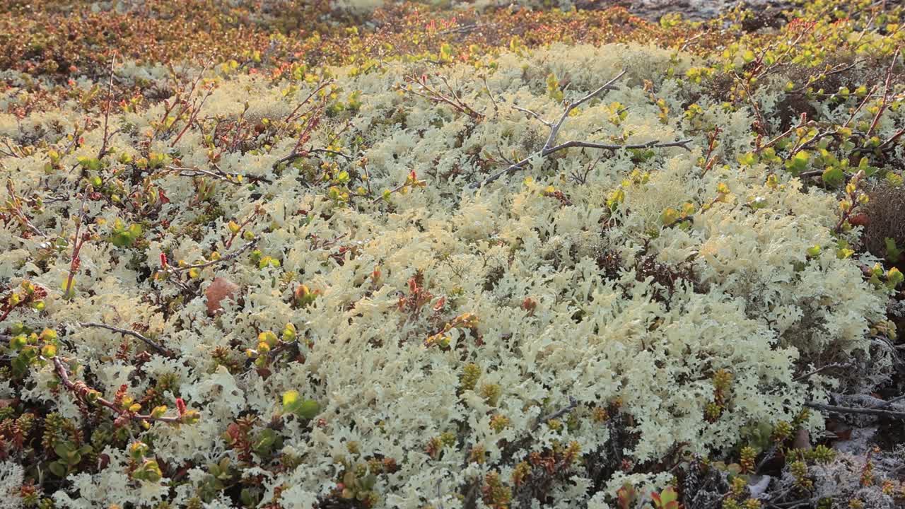 북극  ⁇ 드라 리 ⁇  모스 클로즈업. 주로 북극  ⁇ 드라, 알파인  ⁇ 드라에서 발견되며, 매우 추위에 견 ⁇  수 있습니다. 클라도니아 랭지페리나 (cladonia rangiferina), 렌더 컵 리 ⁇ 으로도 알려져 있습니다.