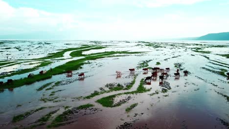 Herd-Of-Cattle-Walking-In-The-Shallow-Water-Of-Lake-Natron-In-Tanzania,-East-Africa