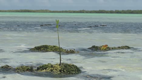 joven árbol de manglar que crece en aguas tropicales poco profundas con arrecifes de coral bajo cielos nublados, simbolizando la resiliencia y la persistencia de la naturaleza