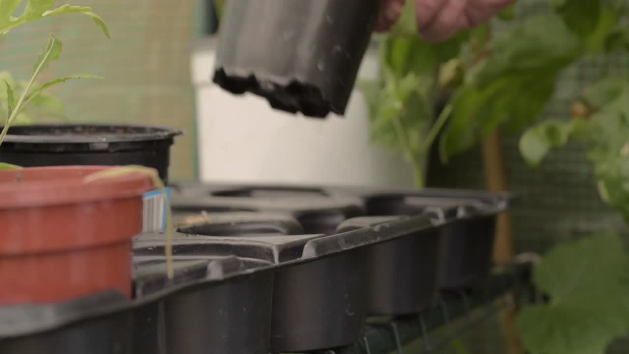 Gardener moving potted plants in greenhouse