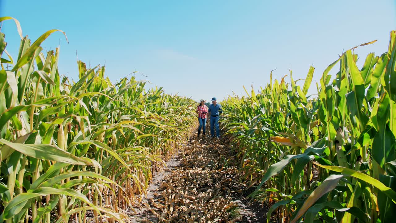 plantación de maíz. cornfield. dos agricultores, con tableta digital, caminando a través del campo de maíz, entre filas de maíz verde. agricultor con tableta. agribusiness. granja de maiz. tiempo de cosecha