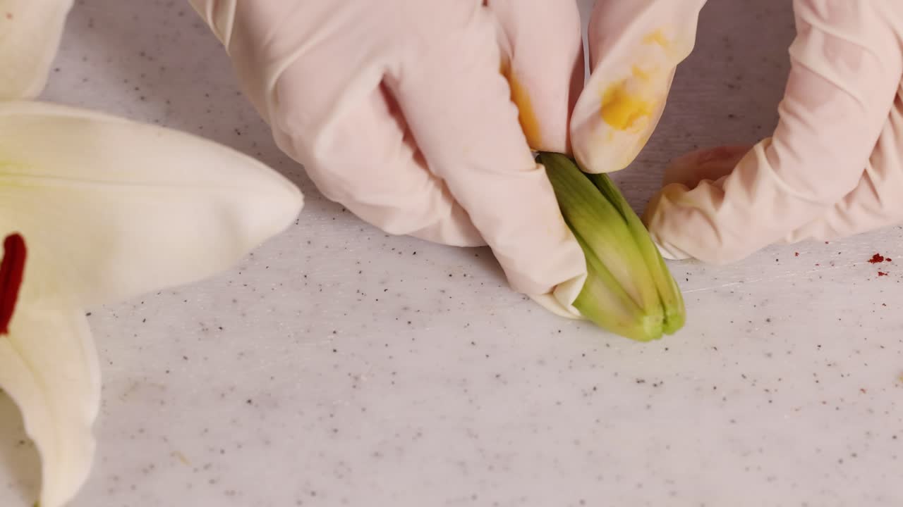 Close-up of gloved hands dissecting a flower, revealing internal structures under bright lighting on a lab table