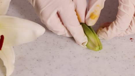 close-up of gloved hands dissecting a flower, revealing internal structures under bright lighting on a lab table