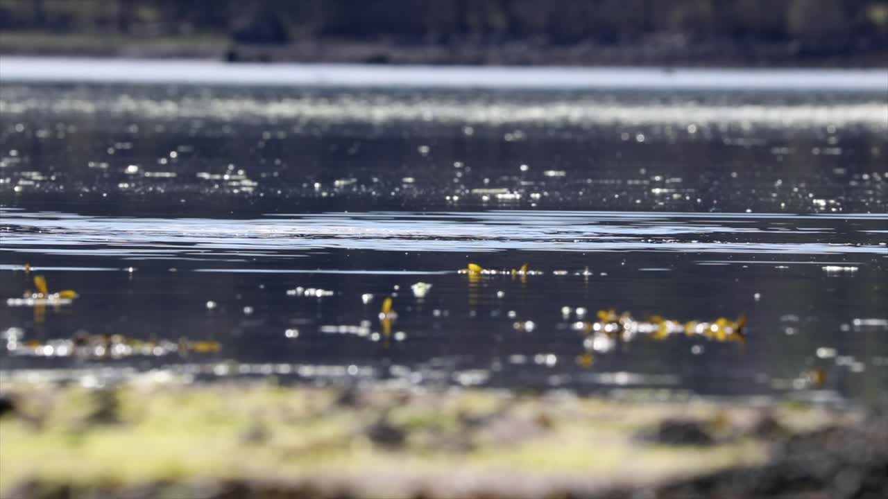 물 속 에 수영 하는 호랑이