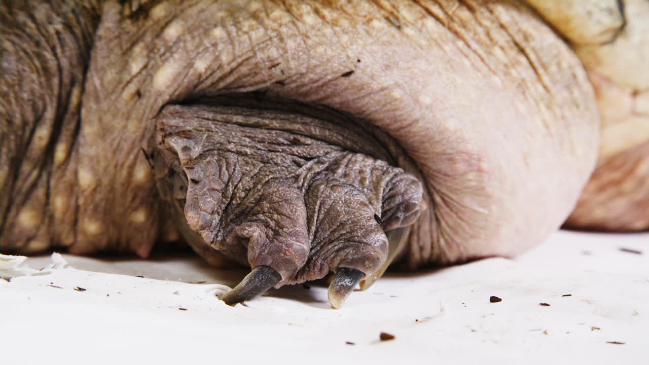 Extreme close up of a snapping turtle claw