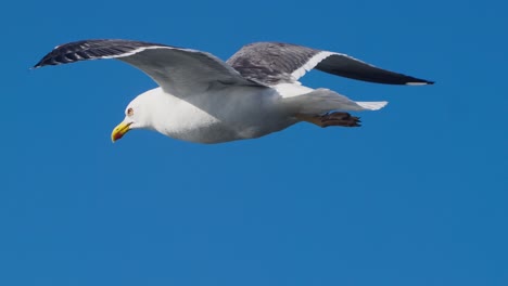 seagull soaring against blue sky background. close up