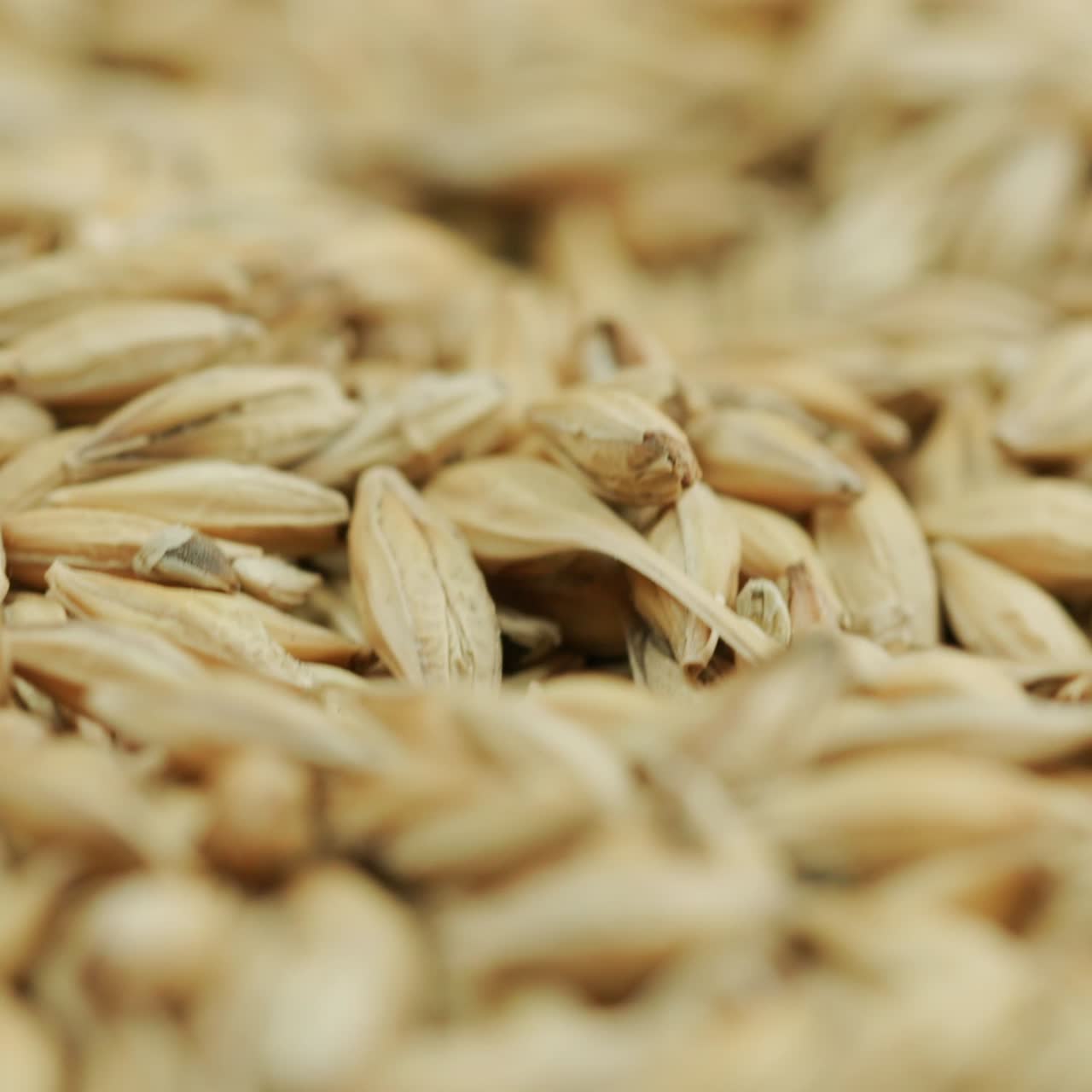 보리가 더미 1에 부어지고 있습니다.