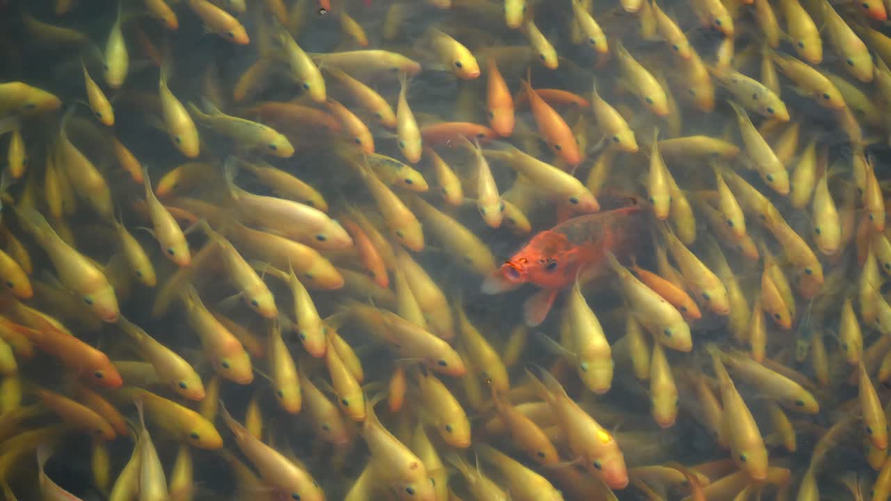 pond full of yellow fish dan koi