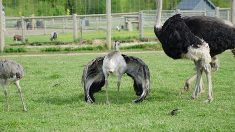 slow-motion scene of a juvenile common ostrich (struthio camelus) chick stretching and spreading wings energetically while adults graze calmly nearby in a grassy outdoor enclosure on a sunny day