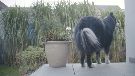 un cane che entra nell'inquadratura e si ferma sotto il portico