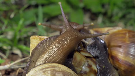 Two-Giant-African-Snail-Communicating-with-Antennas,-Close-Up