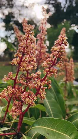 mango blossoms