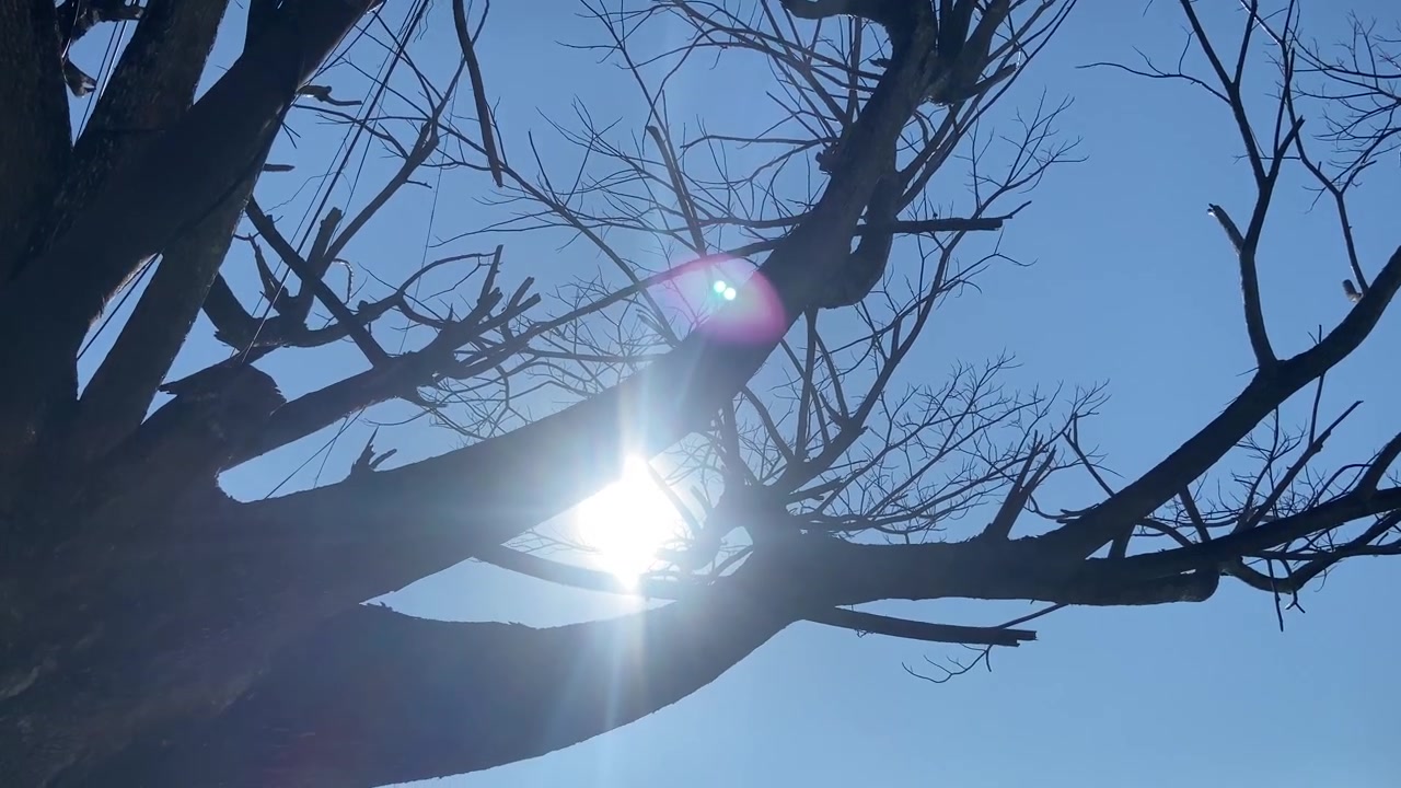 Sollys, der skinner gennem nøgne trægrene mod en blå himmel