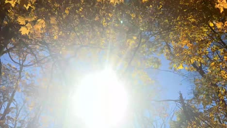 walking shot looking up thru fall leaves at sunf flare in 4k