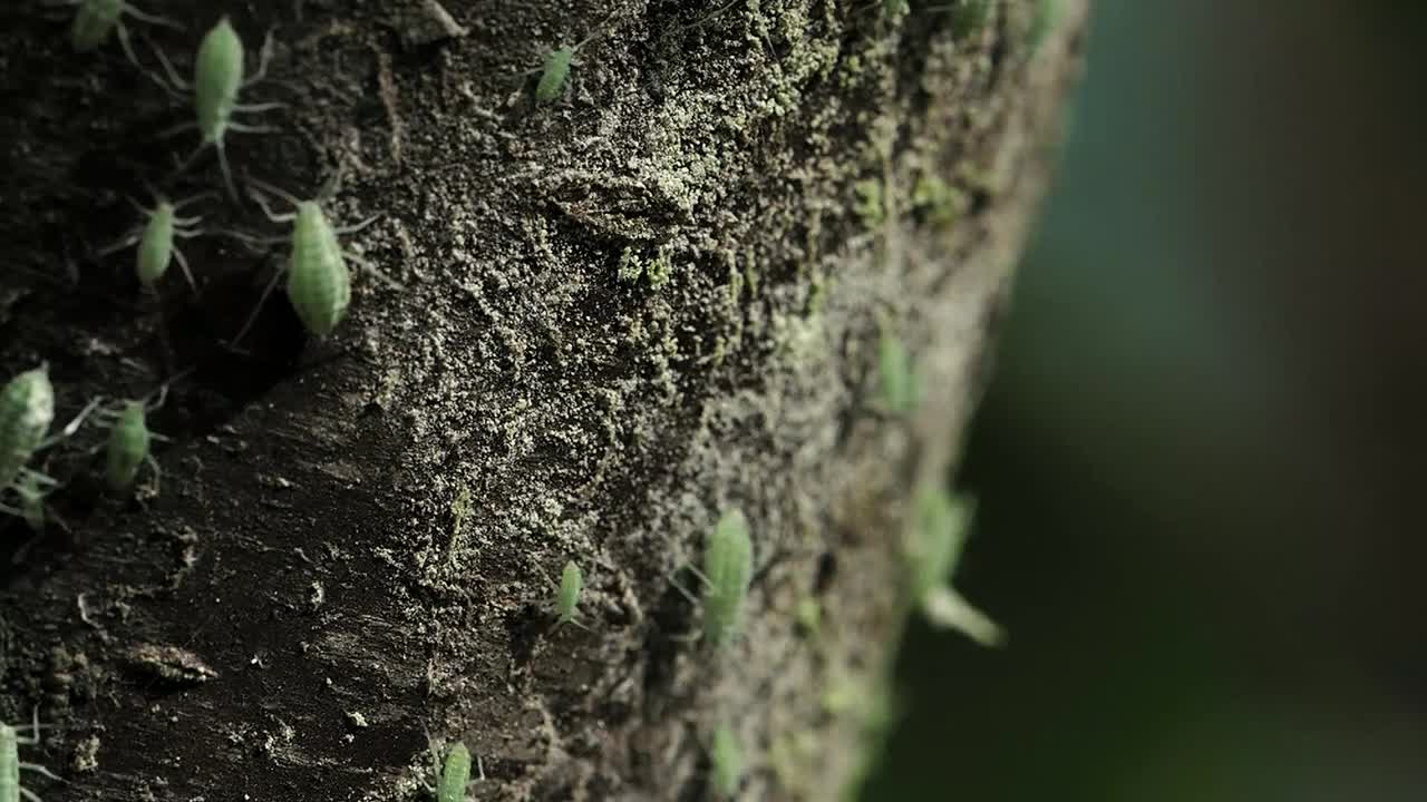 Green aphids marching up and down tree bark.