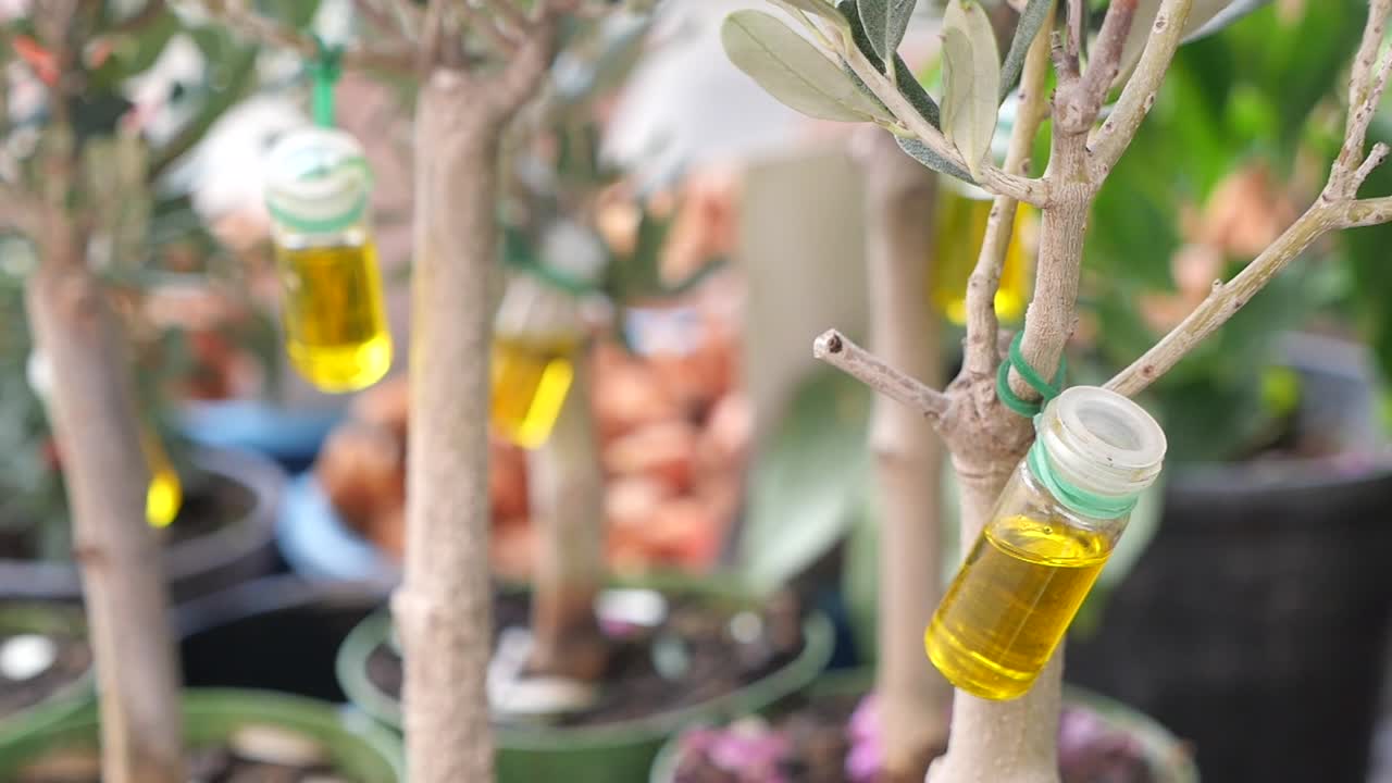 Olive tree branches with small bottles of olive oil