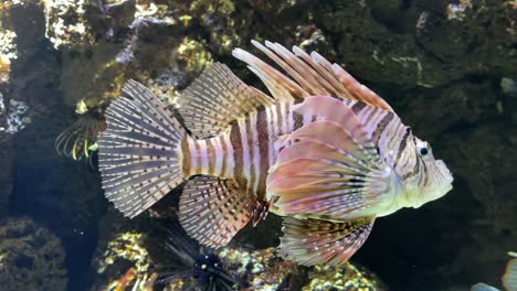 colorido pez león nada en aguas cristalinas con fondo de arrecife de coral