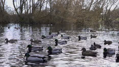 moving slow motion shot of ducks in a pond