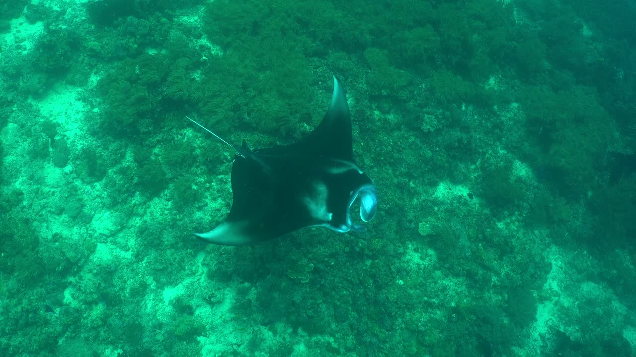 mantarraya nadando sobre arrecifes de coral filmada desde arriba