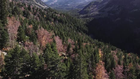 Antena-Del-Valle-De-La-Montaña-De-Pinos-Durante-El-Comienzo-De-La-Temporada-De-Otoño,-Movimiento-De-Cámara-Cinematográfica-Que-Revela,-Panorámica-Hacia-Arriba