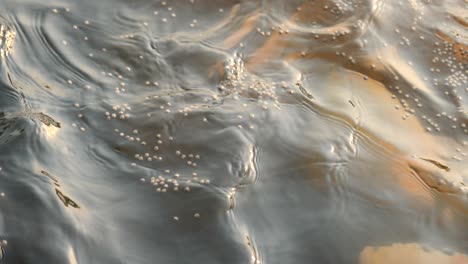 feeding fish in pond