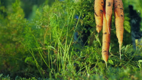 Verduras-Frescas-Del-Huerto:-Los-Pollos-De-Cerca-Sacan-Las-Zanahorias-Del-Suelo