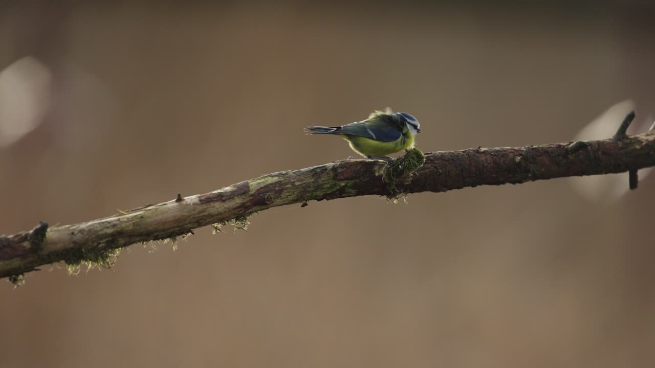 tita azul en la rama