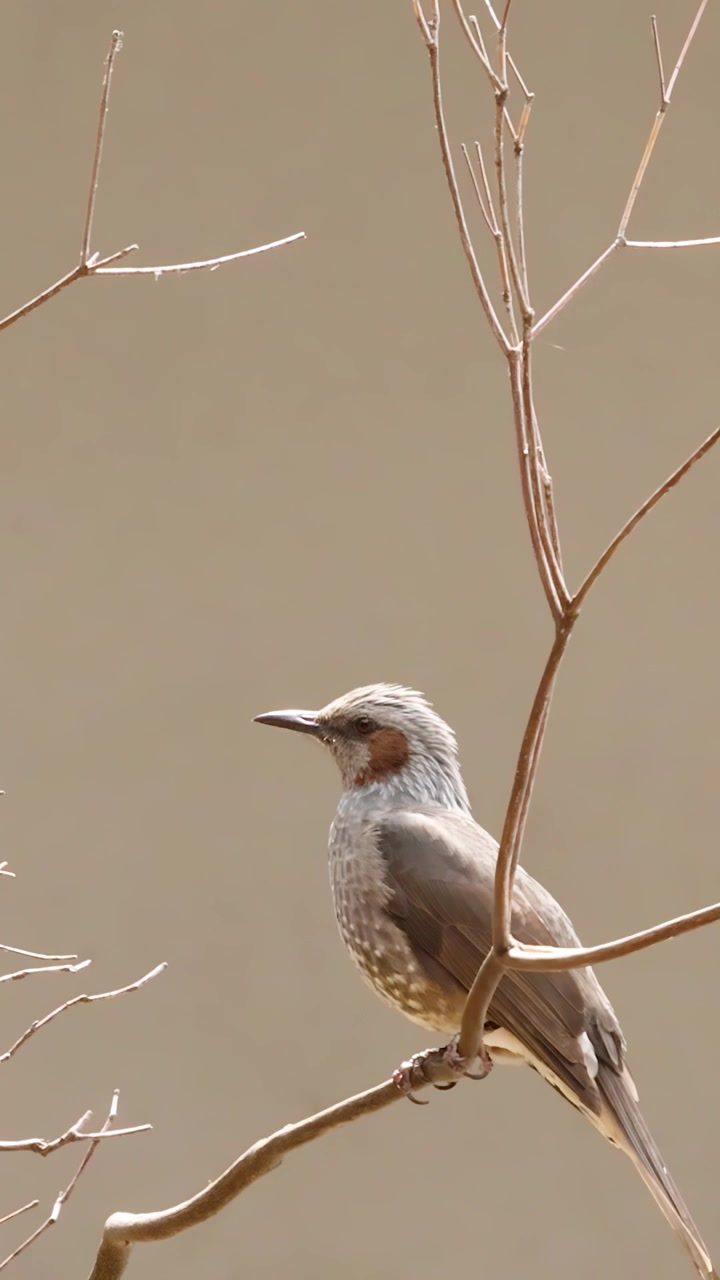 Bulbul dalle orecchie marroni appollaiato su un ramo d'albero spoglio