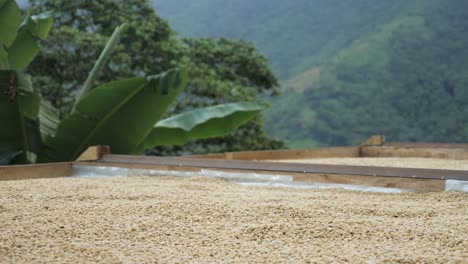toma de una plantación de café en colombia donde los granos de café se clasifican, se limpian, se perforan y se tratan, se secan al sol y se preparan en un proceso artesanal en las tierras agrícolas tradicionales de la aldea de colombia sierra nevada