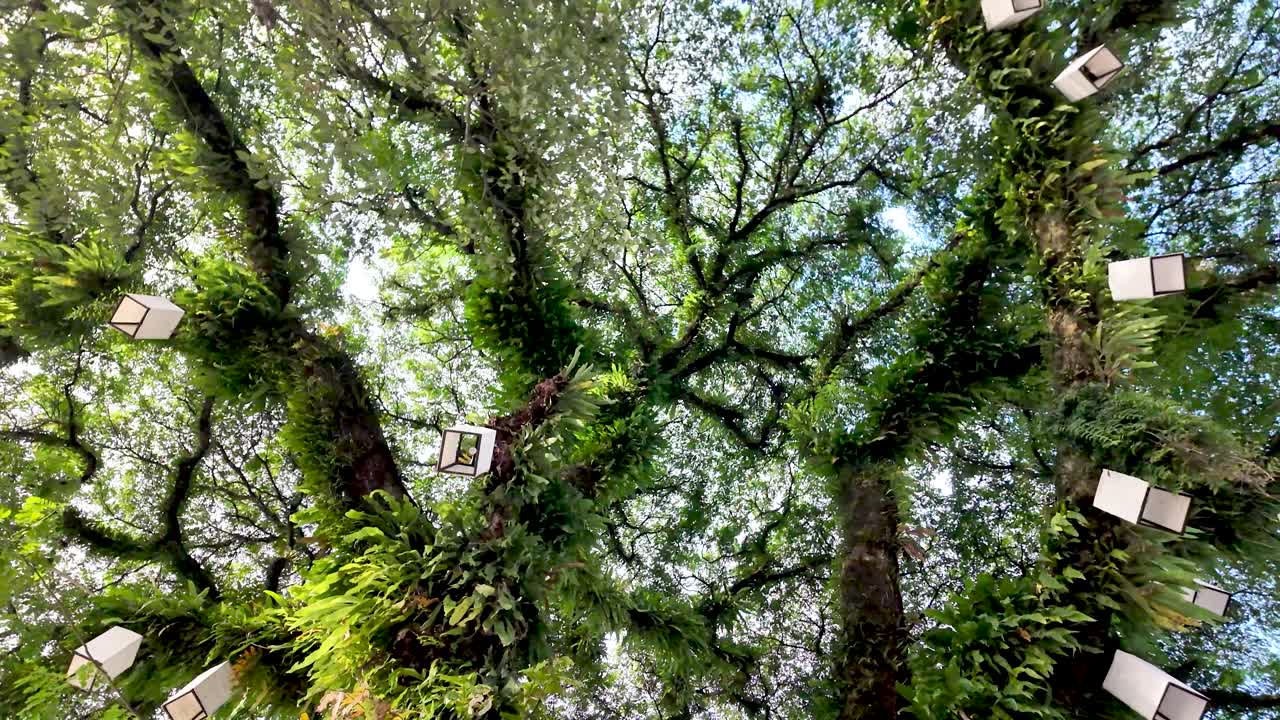 Looking up at white lanterns hanging from a large tropical tree covered in ferns