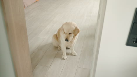 Golden Retriever Sitting on Floor