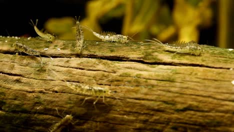 ninfas de mosca de mayo alimentándose de un tronco en un humedal, vista amplia