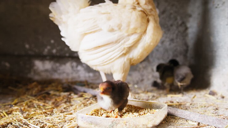 Weiße Henne frisst mit ihren Küken zu Ostern in Italien.