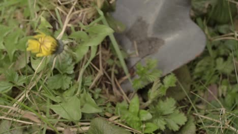 gardener digs up dandelion weed