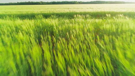 aerial video of an agricultural field with wheat