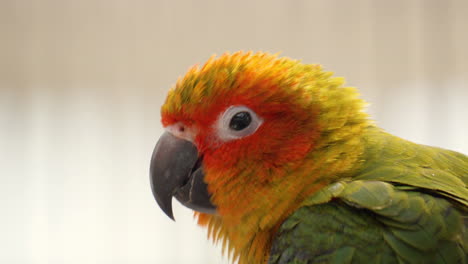 primer plano de la cabeza del perfil de cabeceo del perico sol