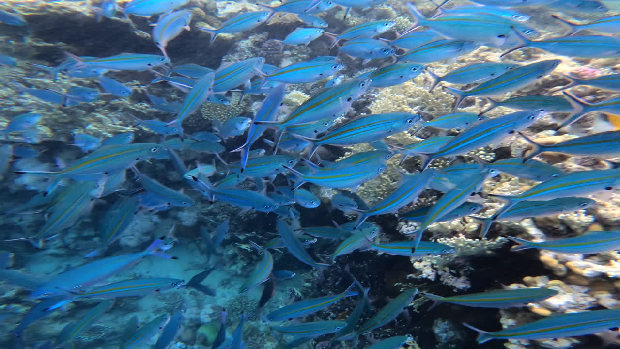 A school of Caesio fish swimming in the red sea