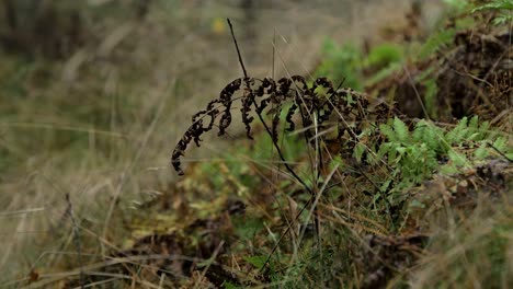 Dry-brown-fern-leaves-swaying-in-wind,-pine-tree-forest-in-autumn,-autumn-season-concept,-shallow-depth-of-field,-mystical-forest-background,-medium-shot