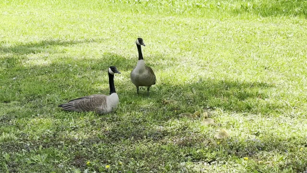 두 마리의 거위 들 이 잔디 에 먹이 를 먹고 있는 작은 거위 들 근처 에 경비 를 지키고 있다