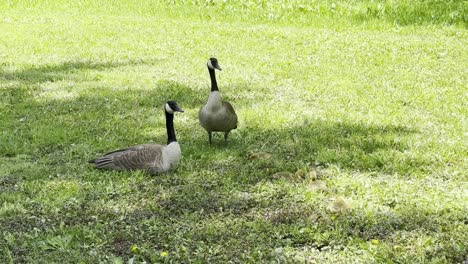 Two-geese-standing-guard-near-their-little-goslings-eating-in-the-grass