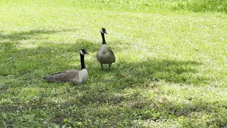dos gansos de guardia cerca de sus pequeños gansos comiendo en la hierba