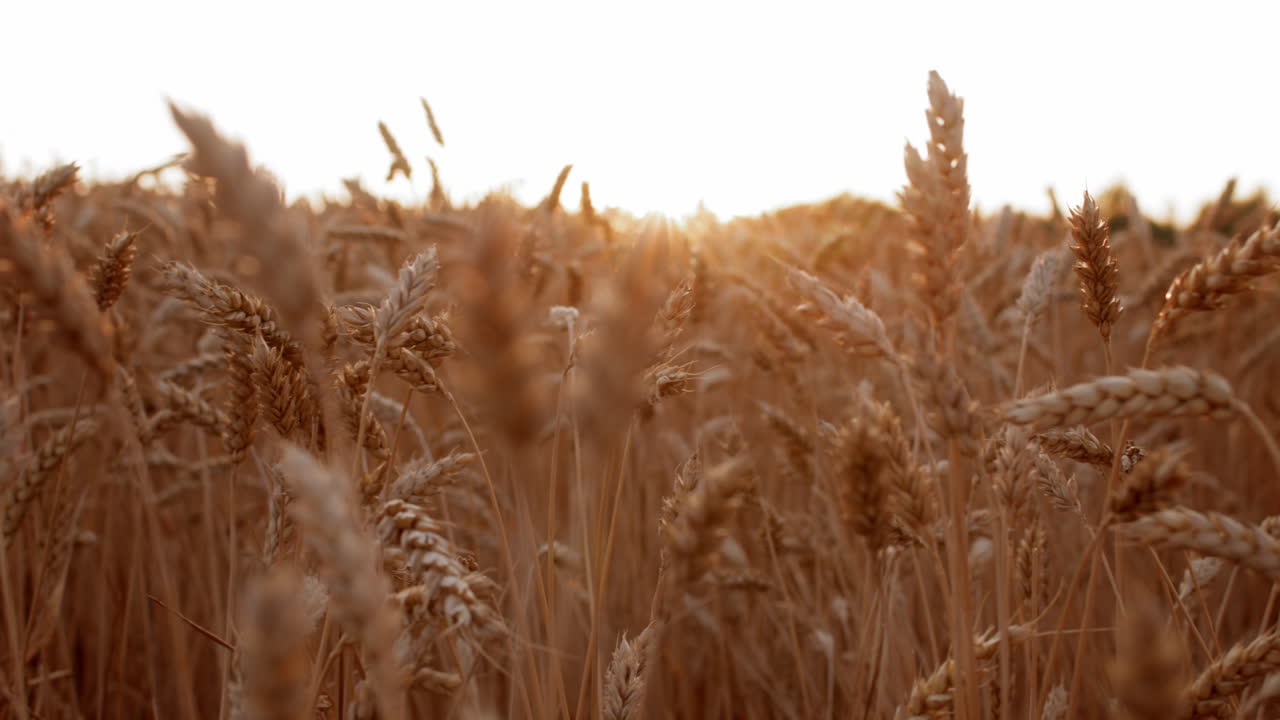 Золотое пшеничное поле на закате