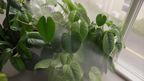 misting lush green houseplant leaves for optimal humidity