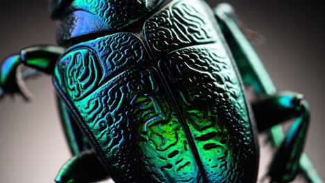 close-up of a beautiful iridescent beetle