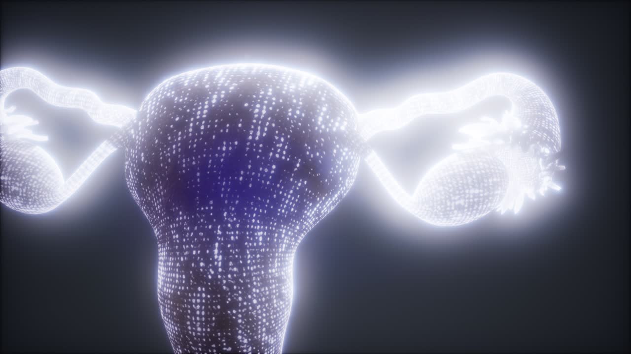 anatomía del sistema reproductivo femenino